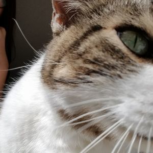 Meet your Posher, Asia